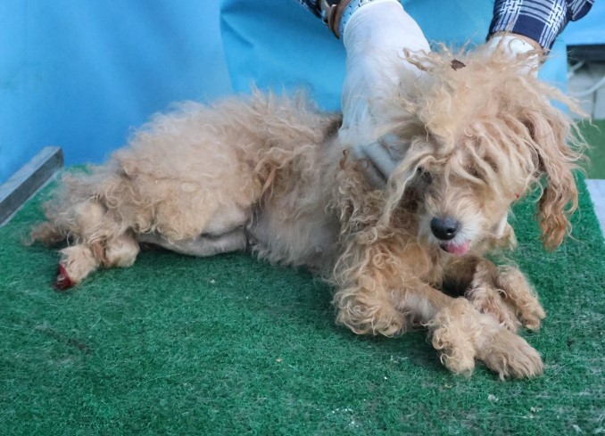 종료(안락사) 푸들…