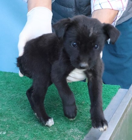 종료(자연사) 믹스…