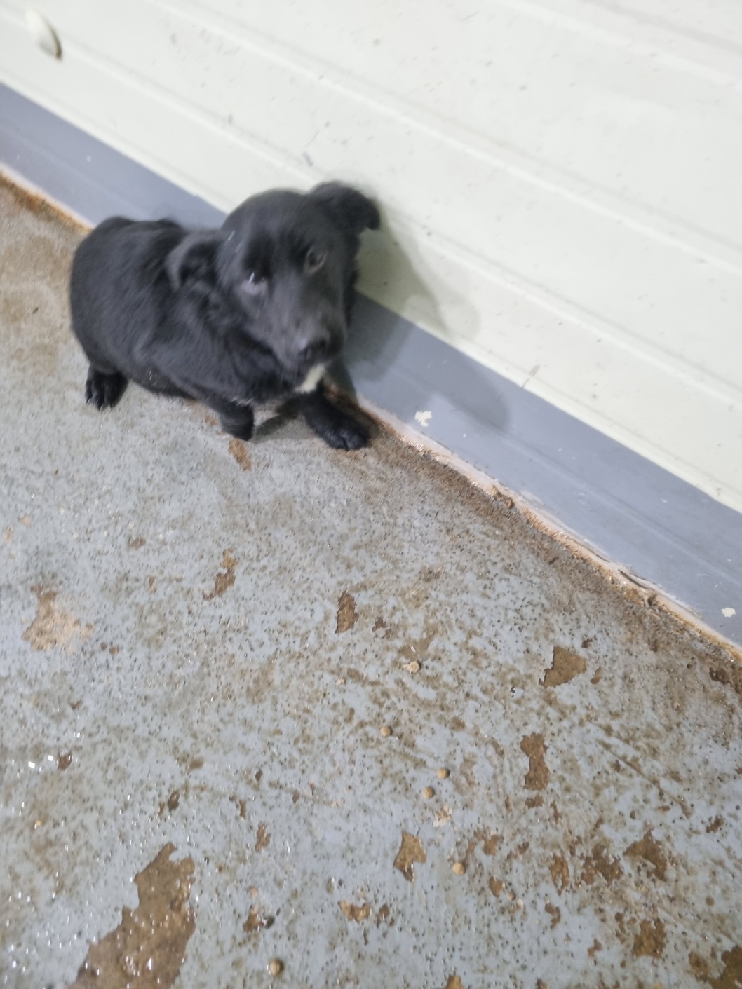 부안군 동물보호센터_445479202501194