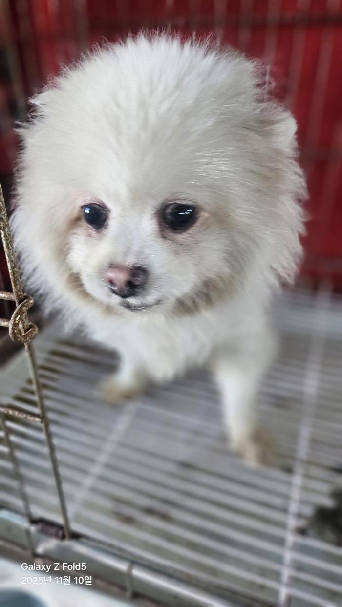 보호중 포메라니안의…