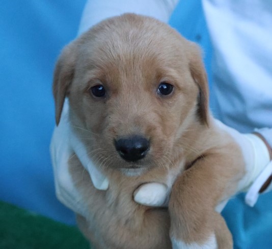 보호중 믹스견의 가…