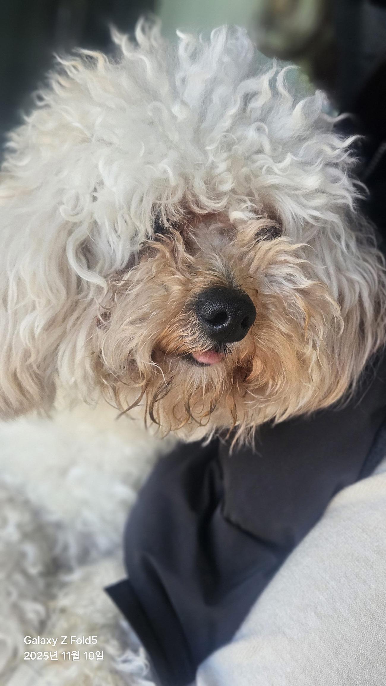 (사)동물보호관리협회_448535202501644