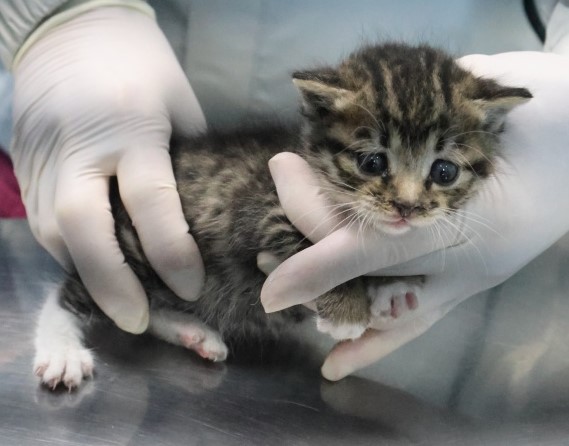 보호중 한국 고양이…