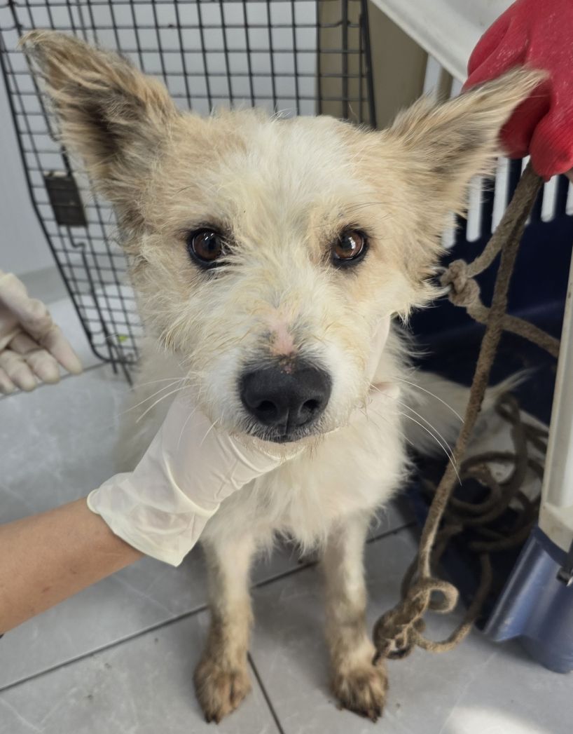 보호중 믹스견의 가…