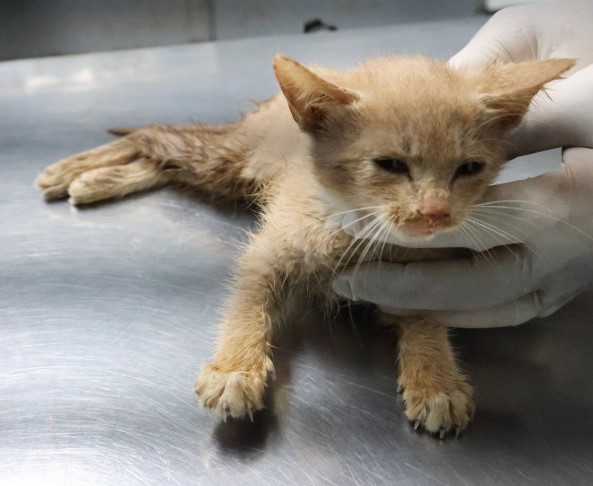 보호중 한국 고양이…