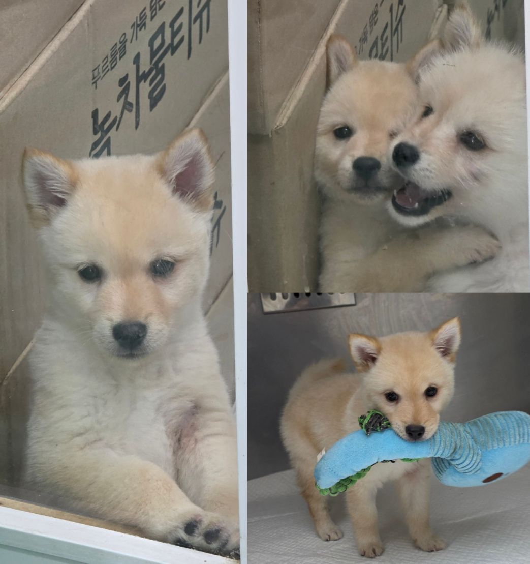 담양군 동물보호센터_446485202500737