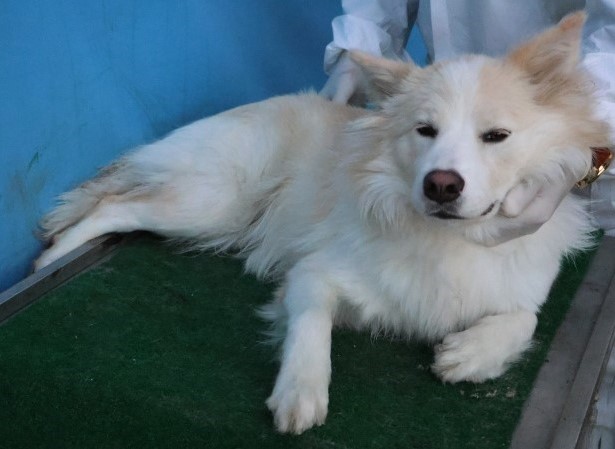 보호중 보더 콜리의…