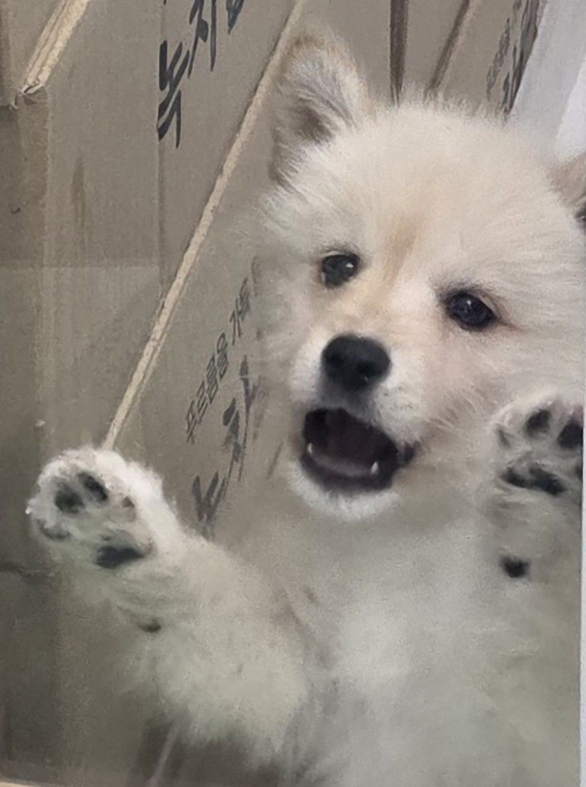 종료(입양) 믹스견…