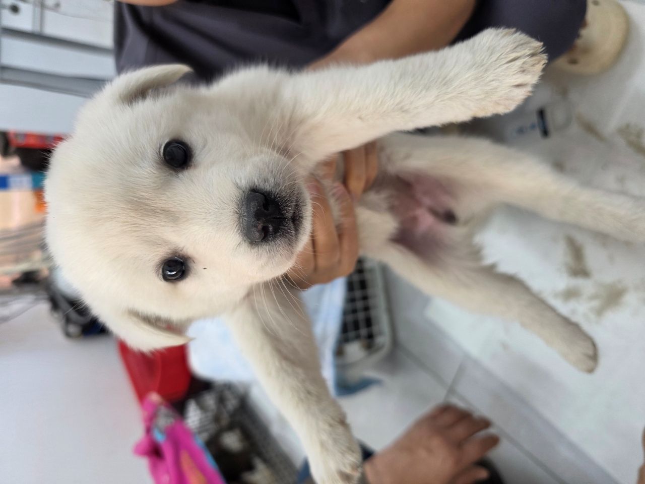 담양군 동물보호센터_446485202500740