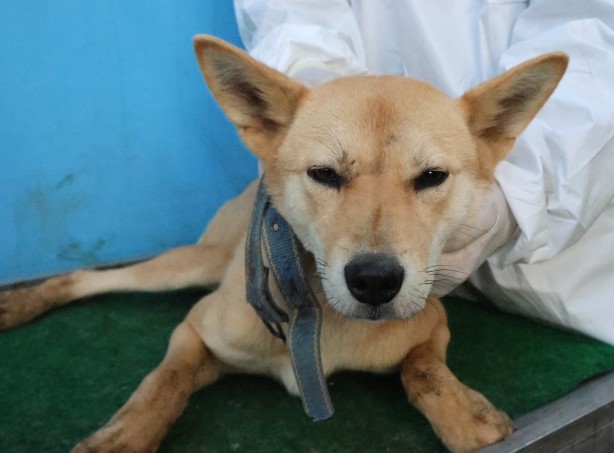 제주 동물보호센터_450650202503041