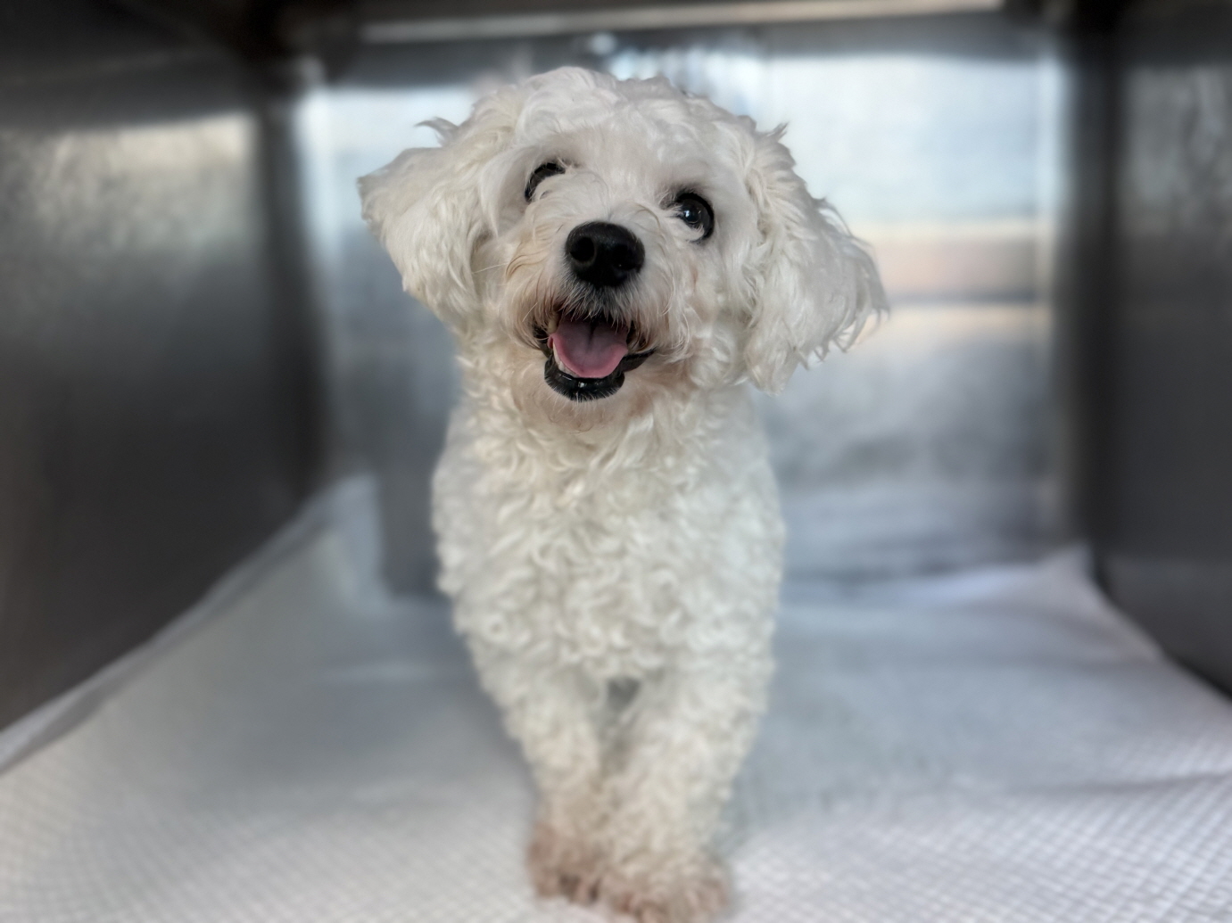 광주동물보호센터_429363202500986