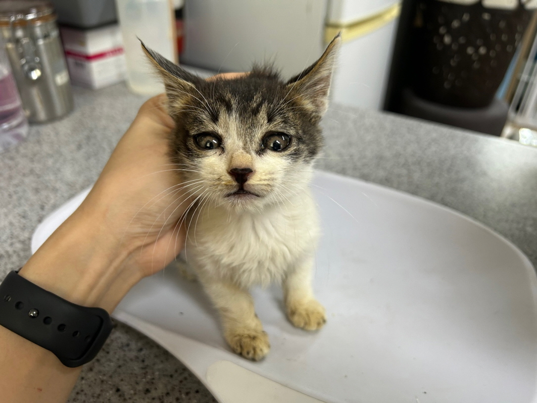 보호중 한국 고양이…