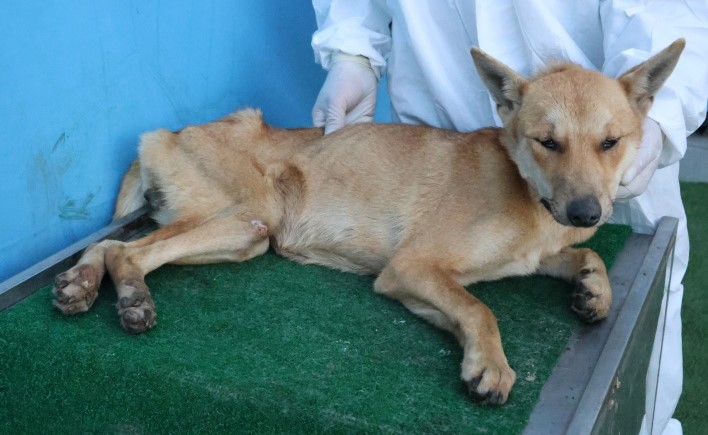 보호중 믹스견의 가…