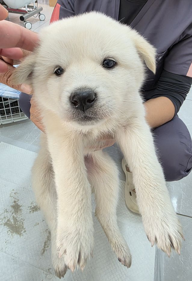 보호중 믹스견의 가…