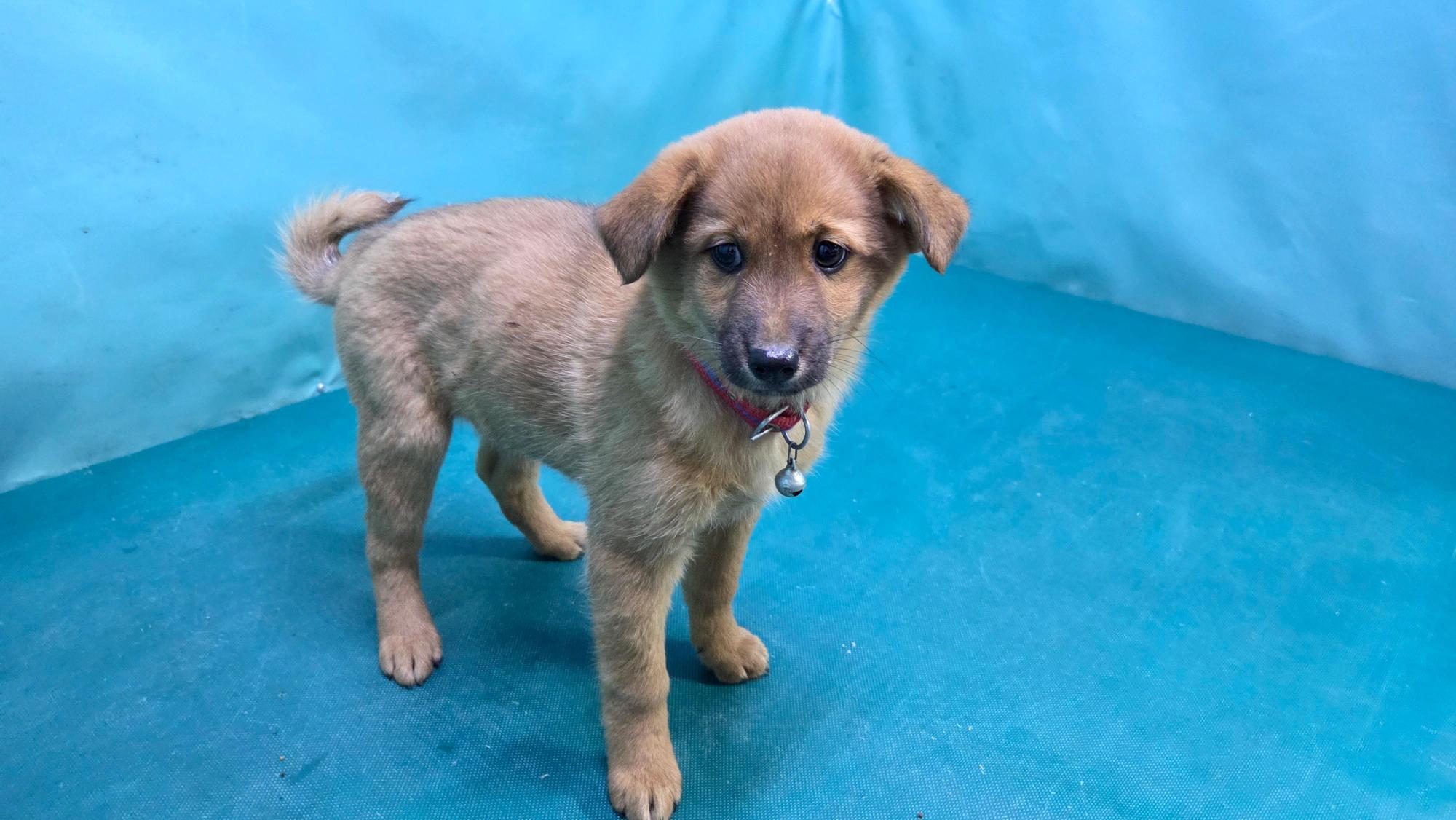 보호중 믹스견의 가…