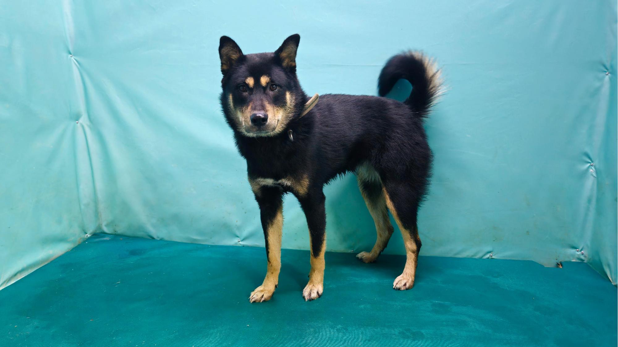 보호중 믹스견의 가…