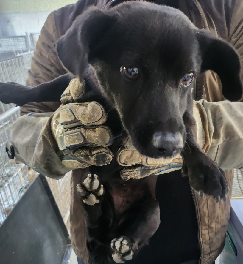 인천수의사회유기동물_428358202500221