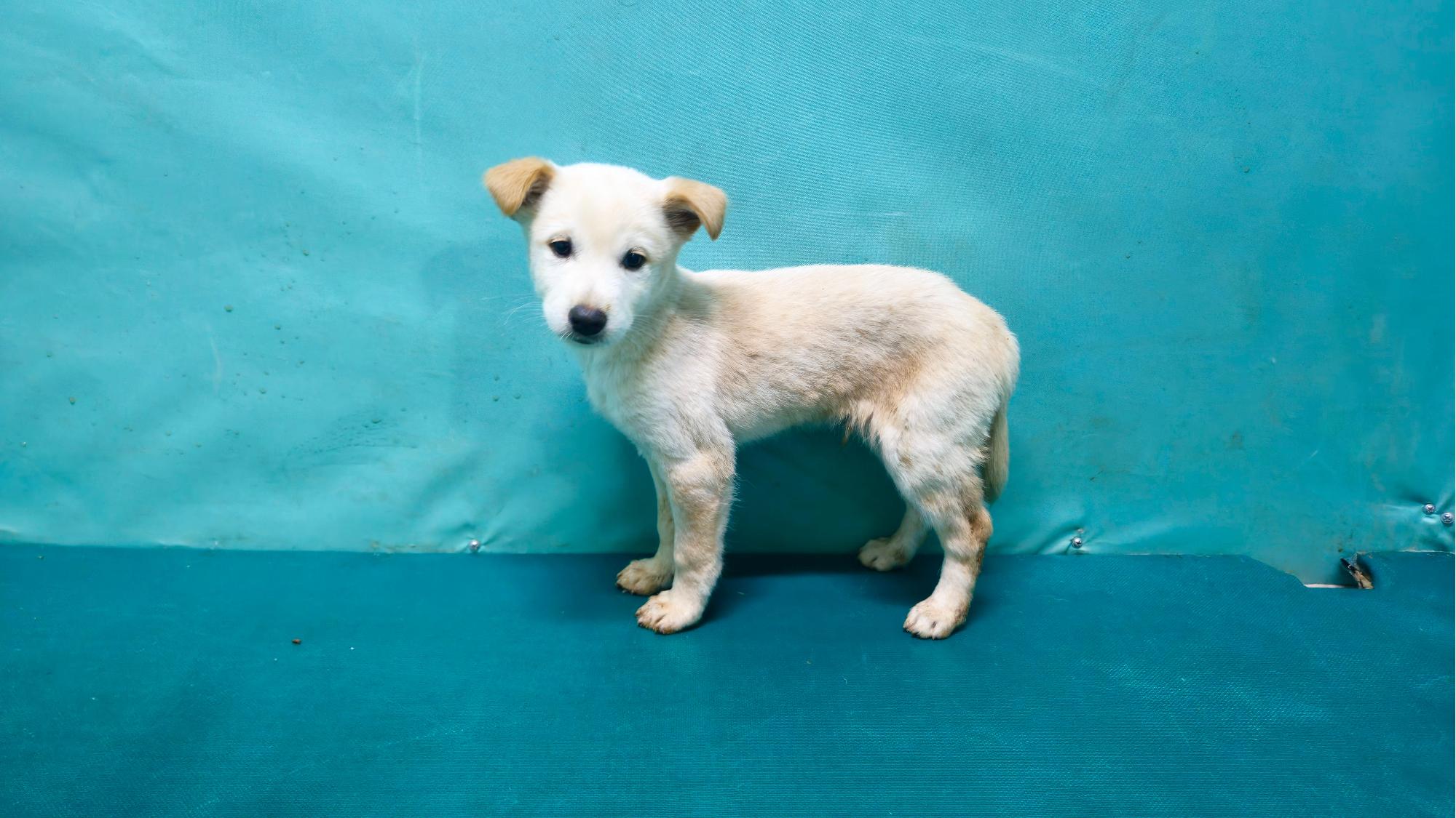 보호중 믹스견의 가…