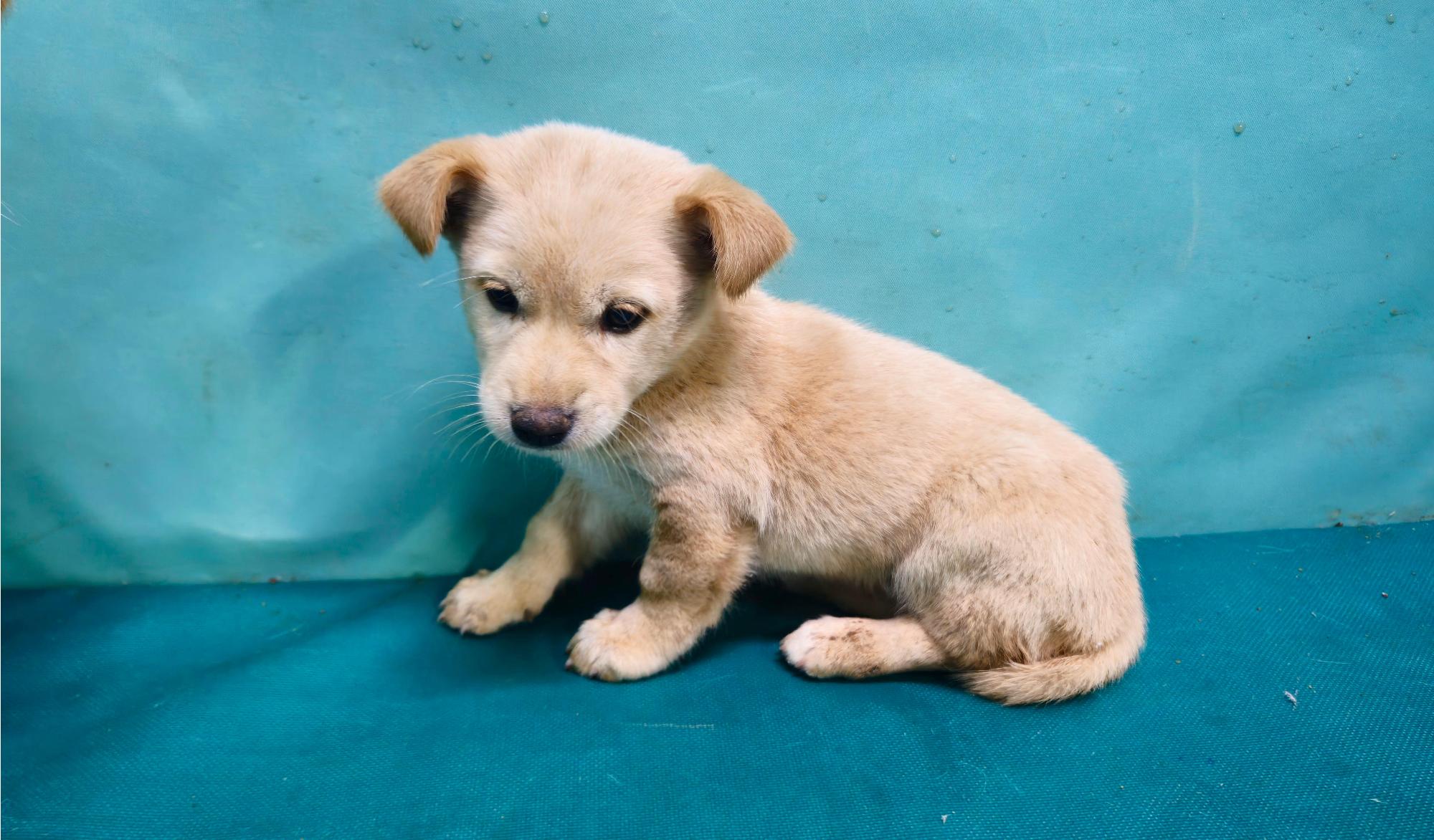 경산시유기동물보호소_447513202501343