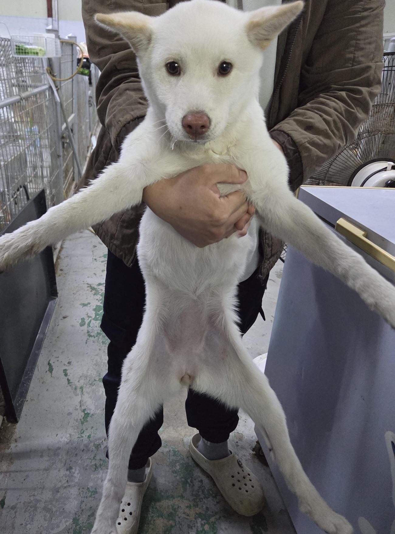 보호중 믹스견의 가…