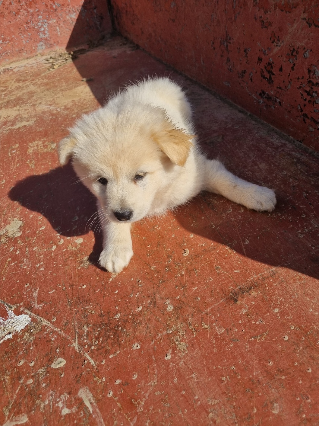 보호중 믹스견의 가…