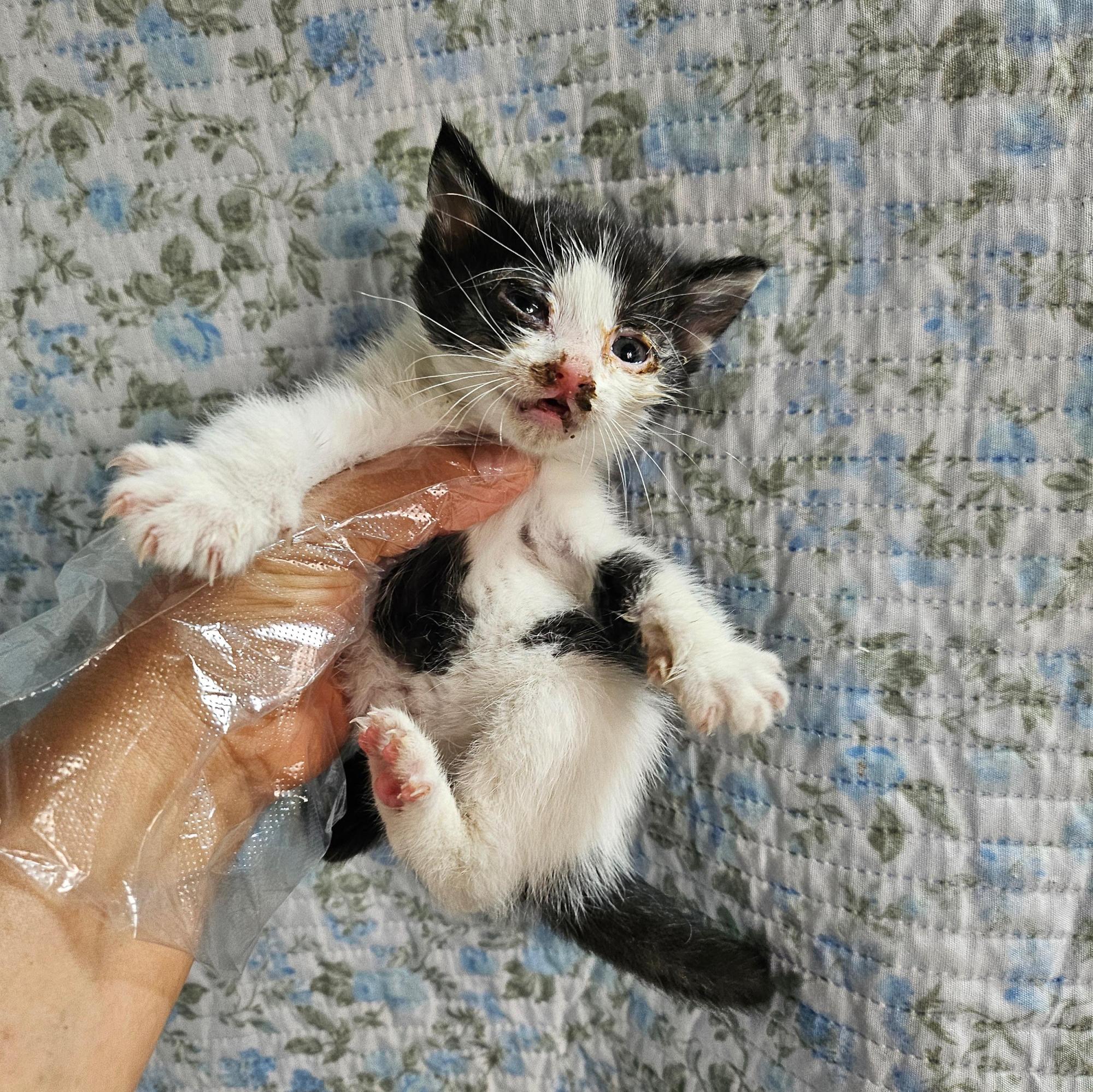 종료(자연사) 한국…