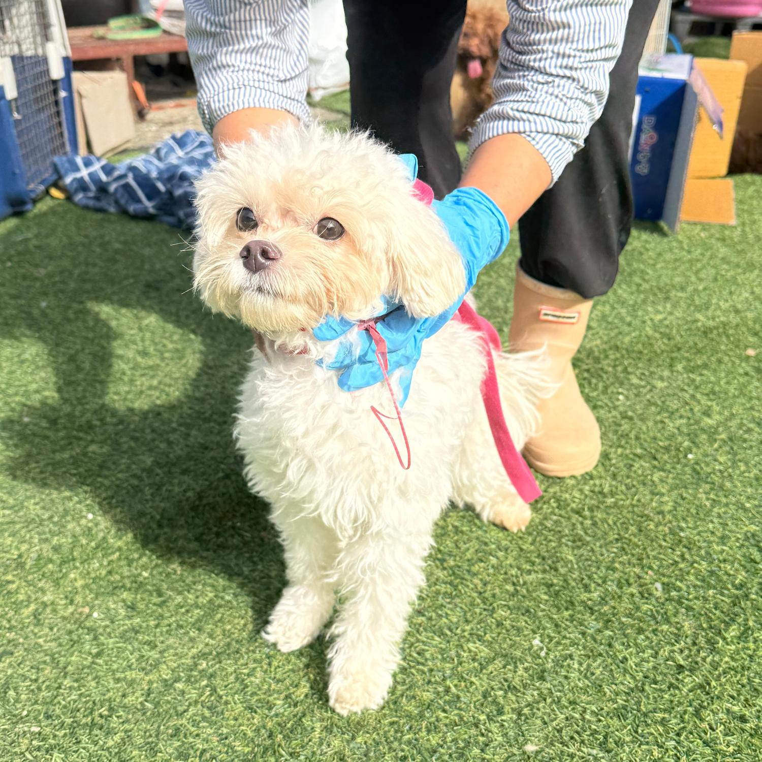 울산유기동물보호센터_431373202501753