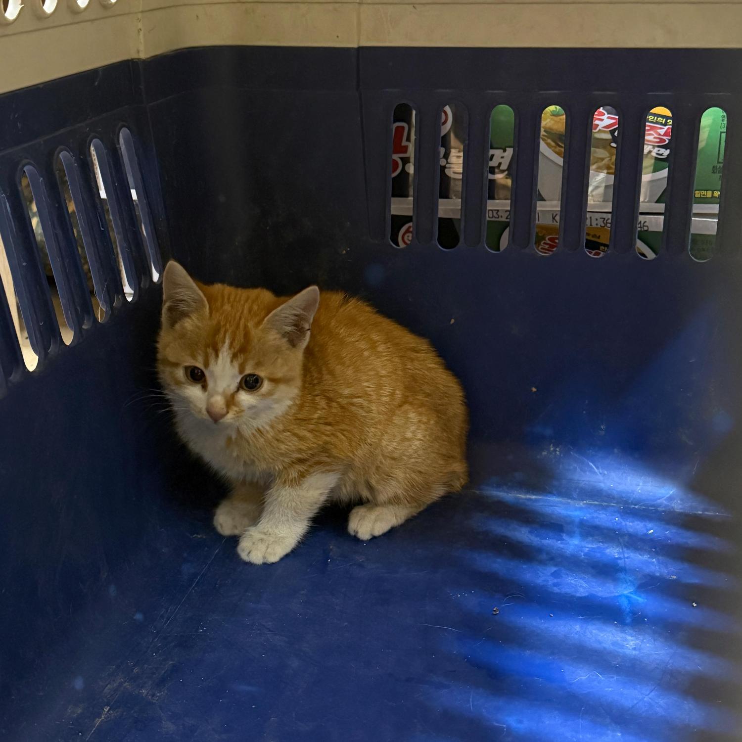 종료(자연사) 한국…