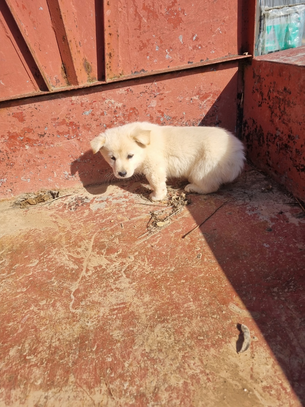 부안군 동물보호센터_445479202501197