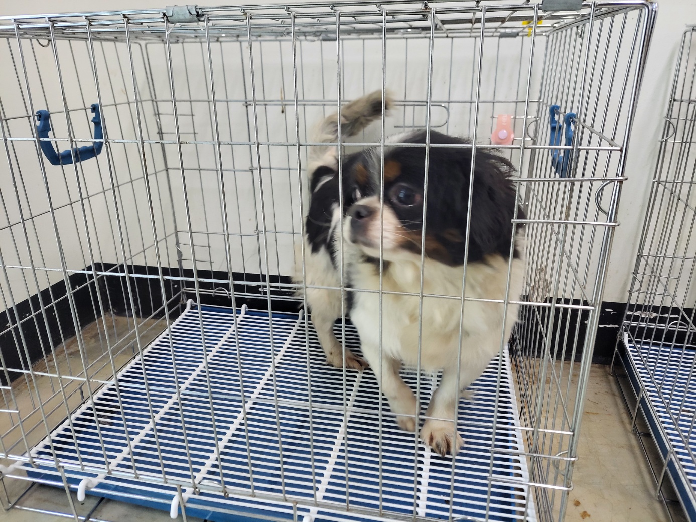 고양시동물보호센터_441394202502425