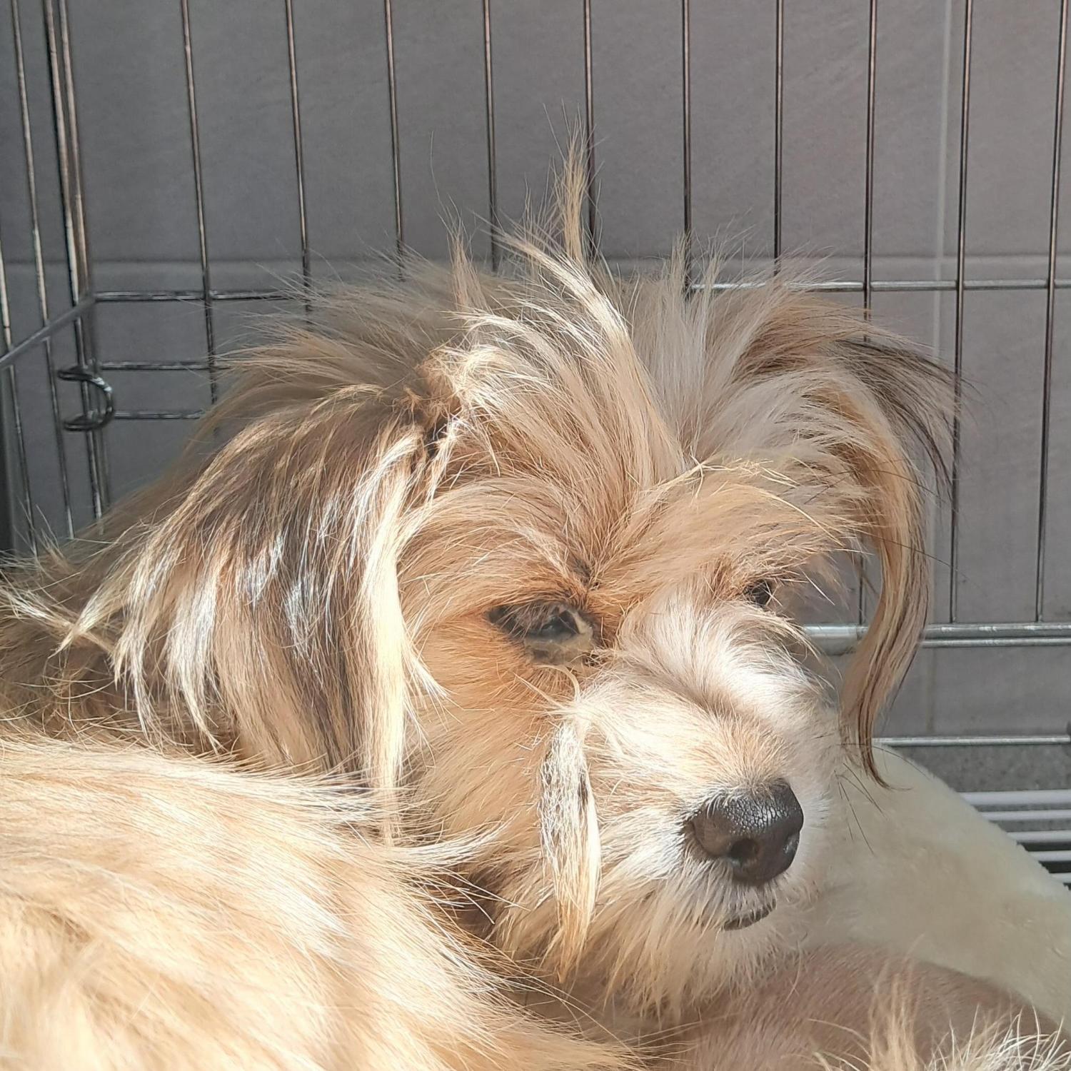 경주동물사랑보호센터_447505202501567