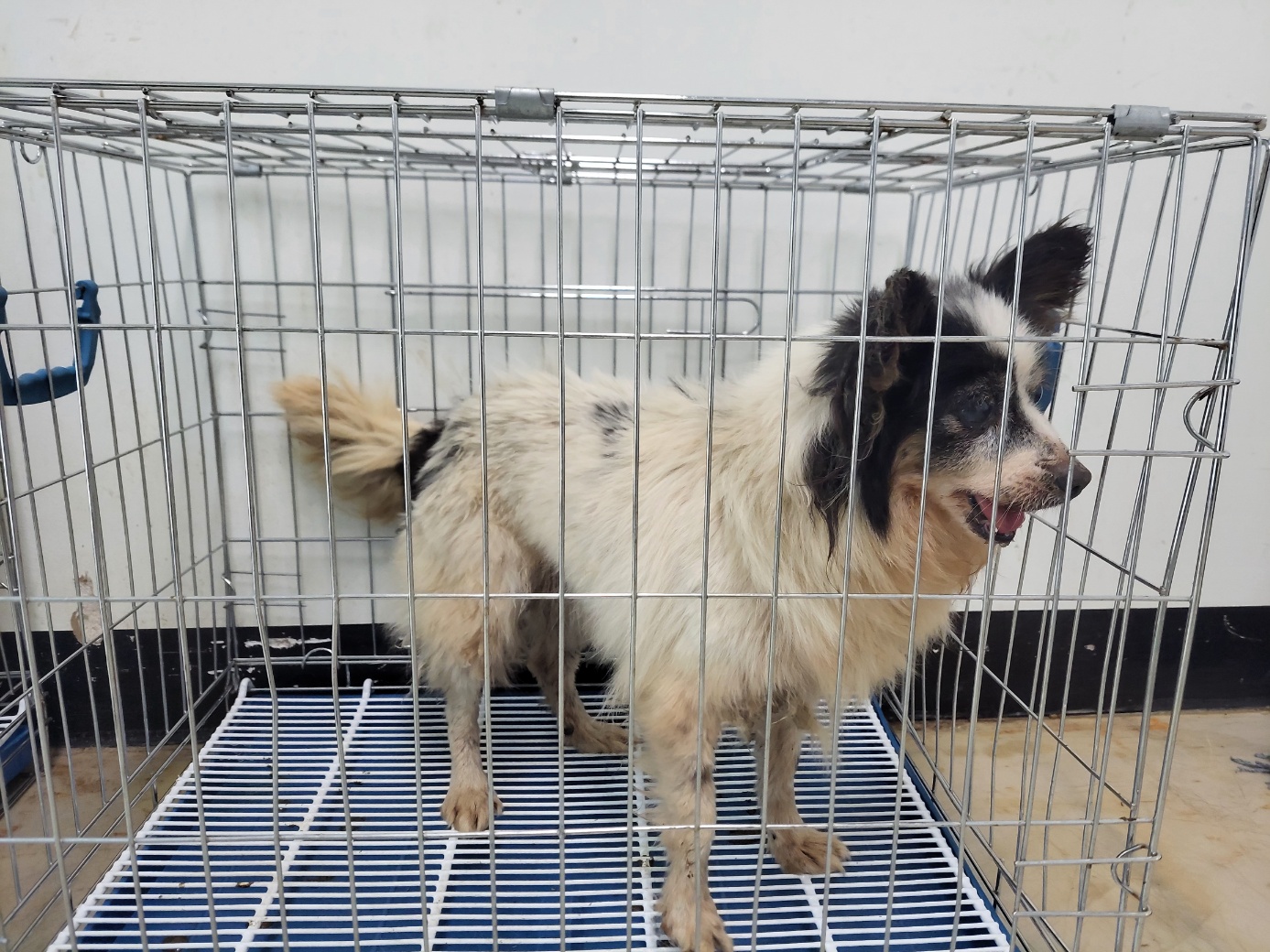 보호중 믹스견의 가…