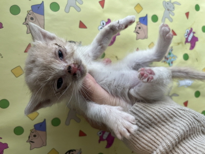 보호중 믹스묘의 가…