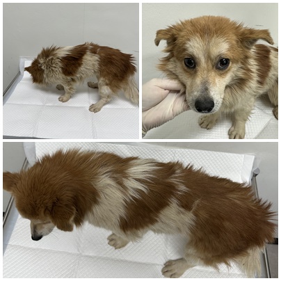 보호중 믹스견의 가…