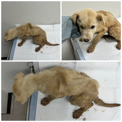 논산시 동물보호센터_444454202501064