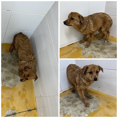 보호중 믹스견의 가…