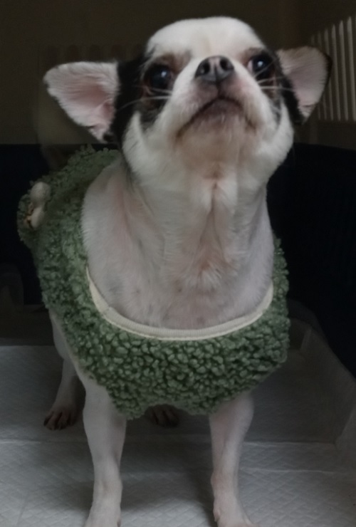 종료(반환) 치와와…