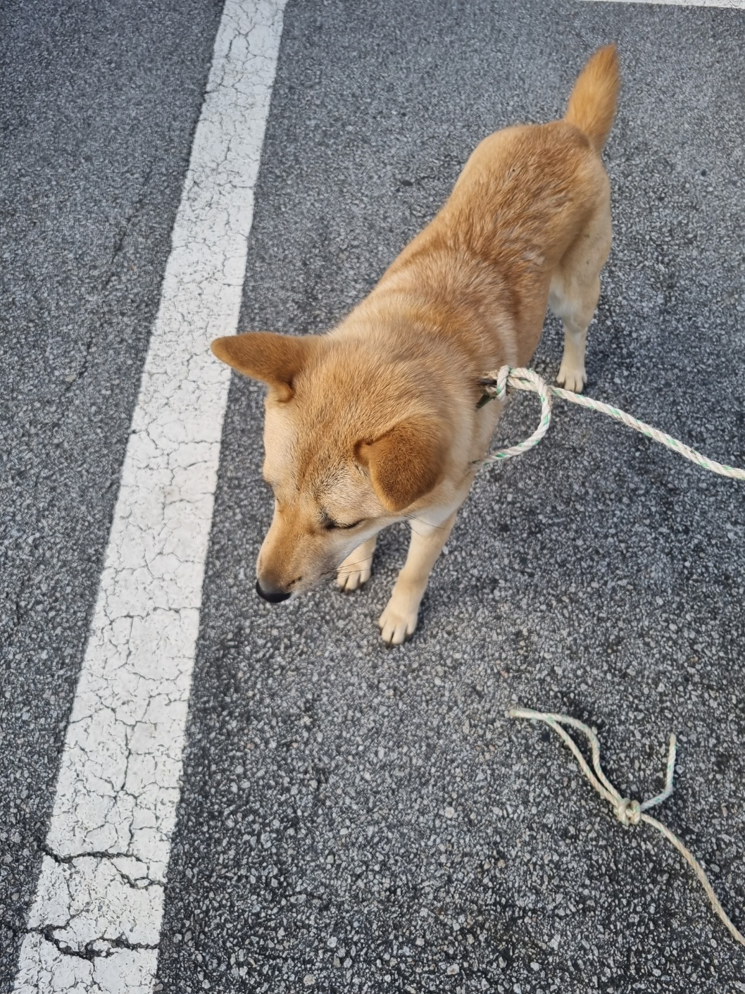 보호중 믹스견의 가…