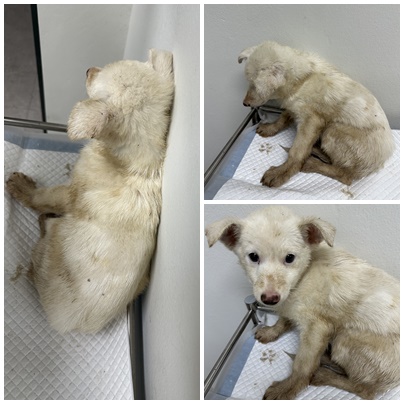 논산시 동물보호센터_444454202501065