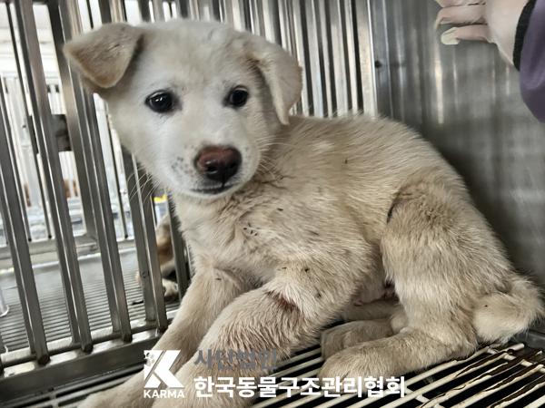 보호중 믹스견의 가…