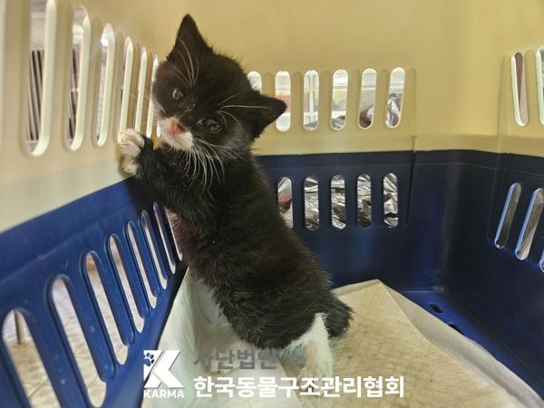 한국동물구조관리협회_441409202501661