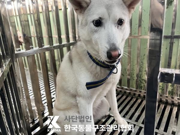 한국동물구조관리협회_411316202500676