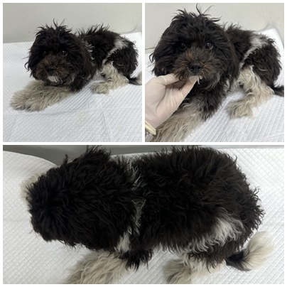 보호중 믹스견의 가…