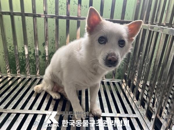 보호중 믹스견의 가…