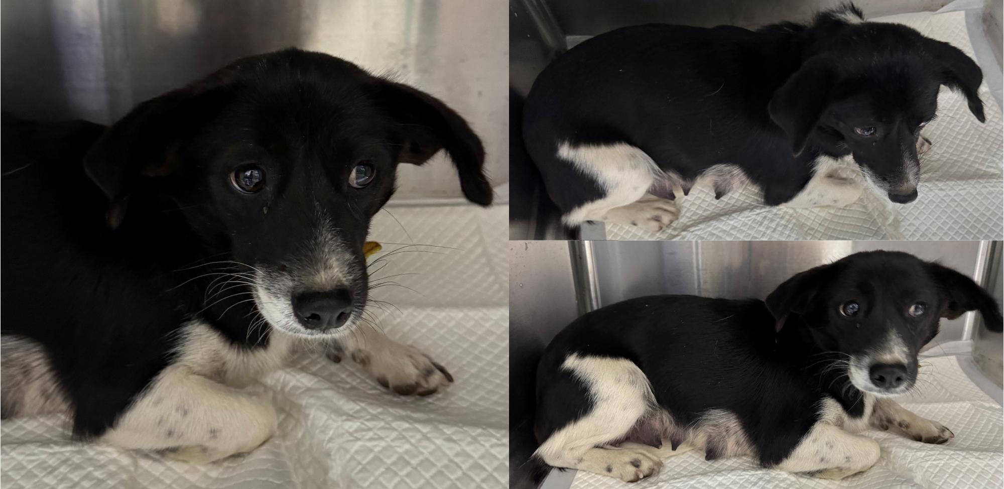 보호중 믹스견의 가…