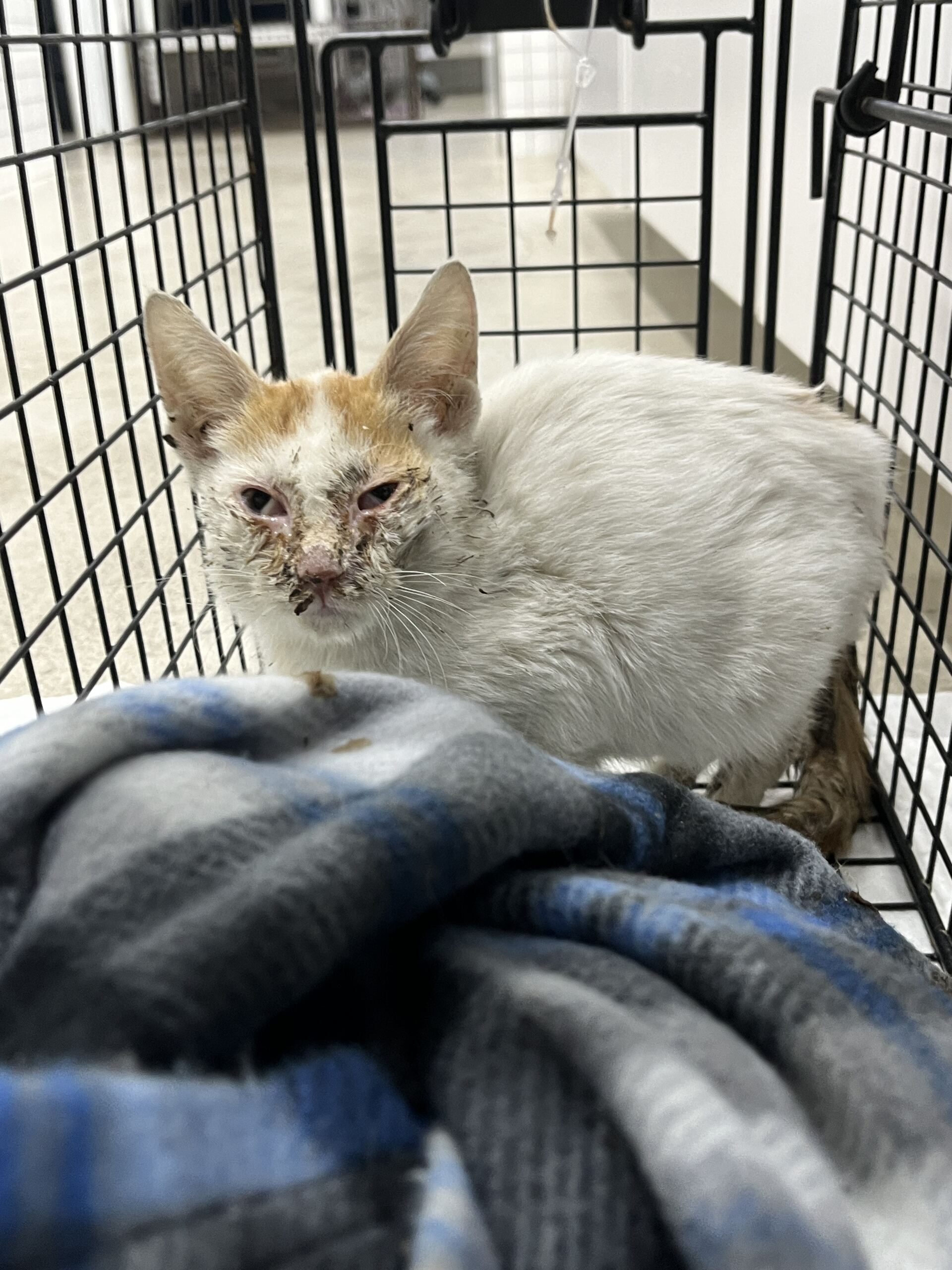 종료(자연사) 한국…