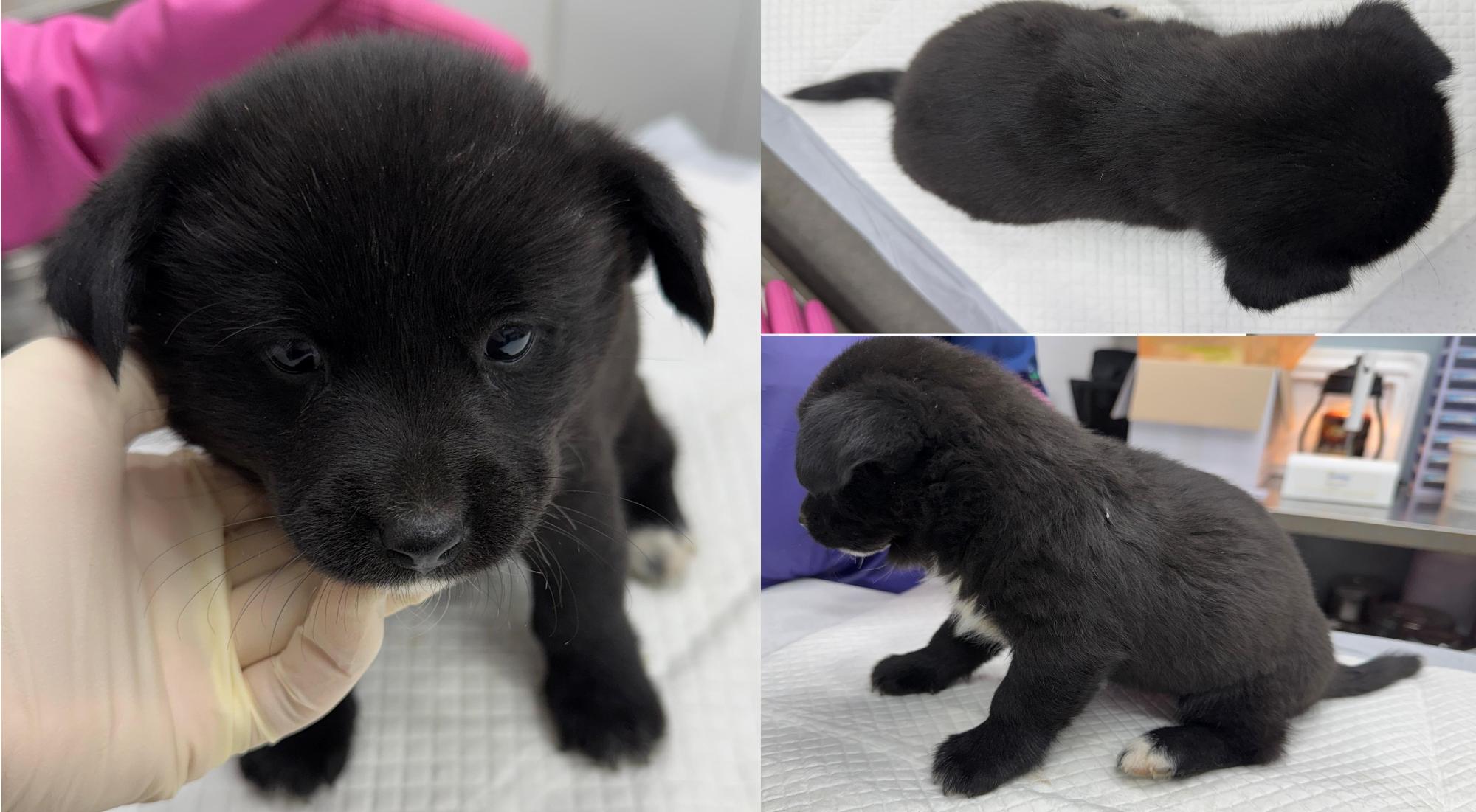 서산시 동물보호센터_444453202501352