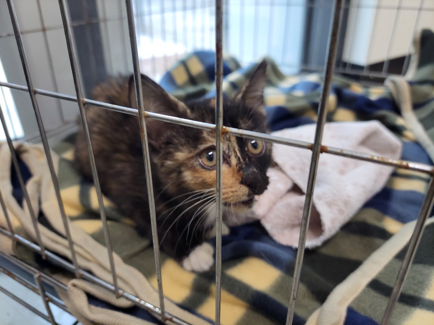 고양시동물보호센터_441394202502427