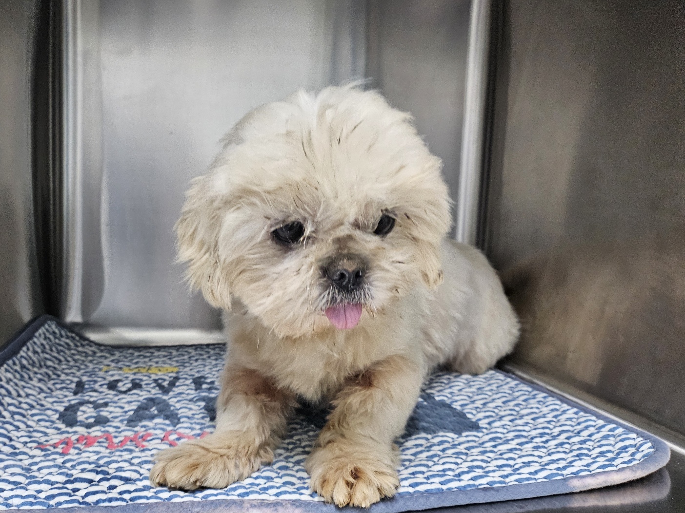 보호중 믹스견의 가…