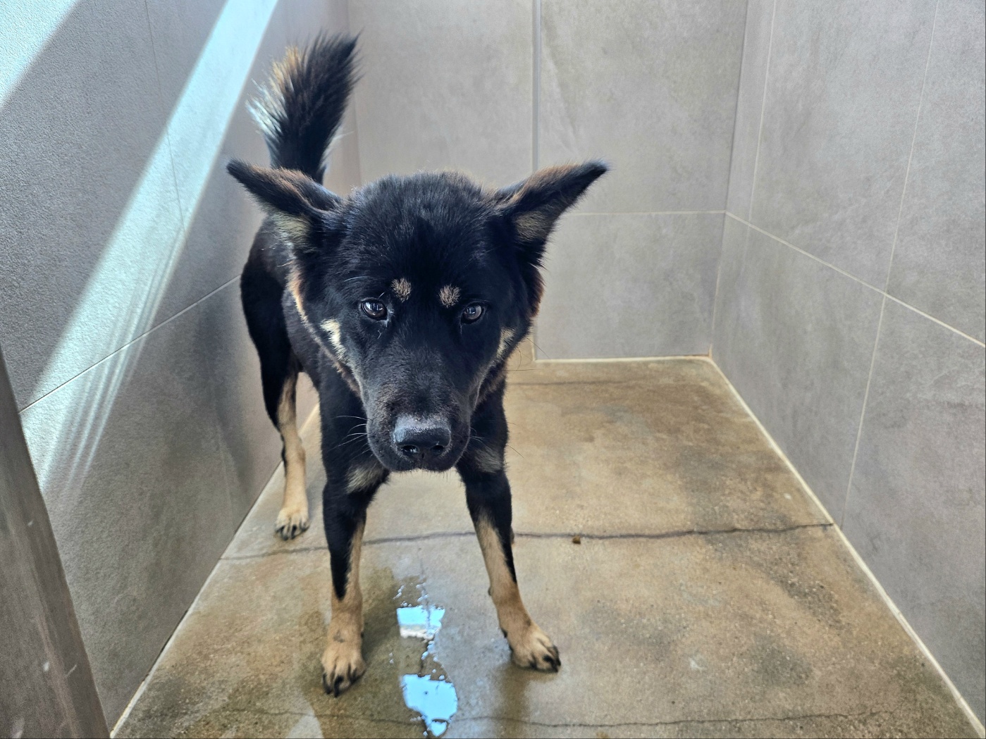 고양시동물보호센터_441394202502420